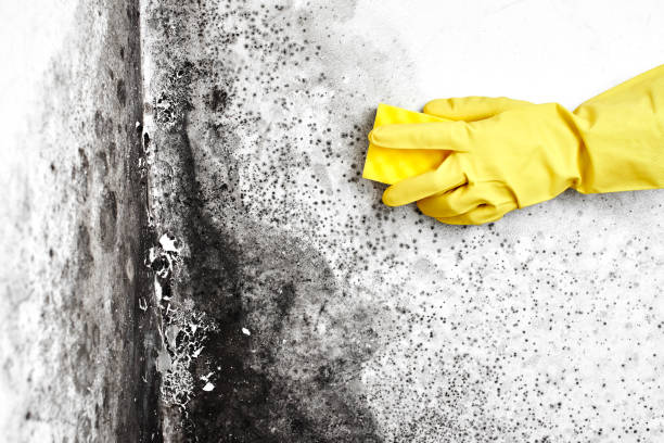 Best Mold Testing and Inspection Services in Somerville, TX