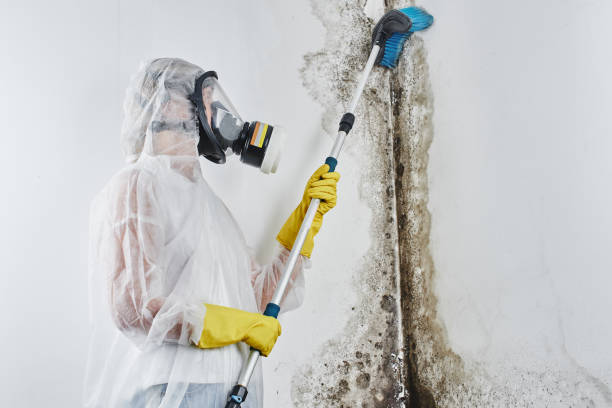 Best Residential Mold Remediation in Somerville, TX