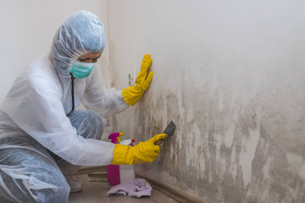Best White Mold Remediation in Somerville, TX