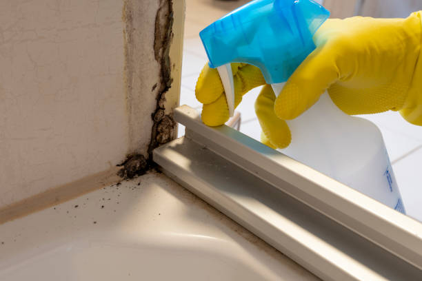 Best Mold Remediation for Specific Building Types in Somerville, TX