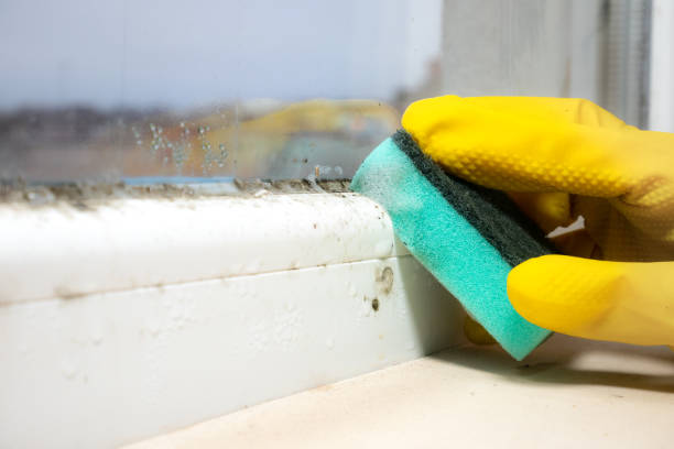 Best Bathroom Mold Remediation in Somerville, TX