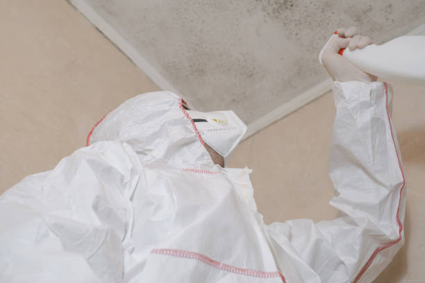 Best Black Mold Remediation in Somerville, TX