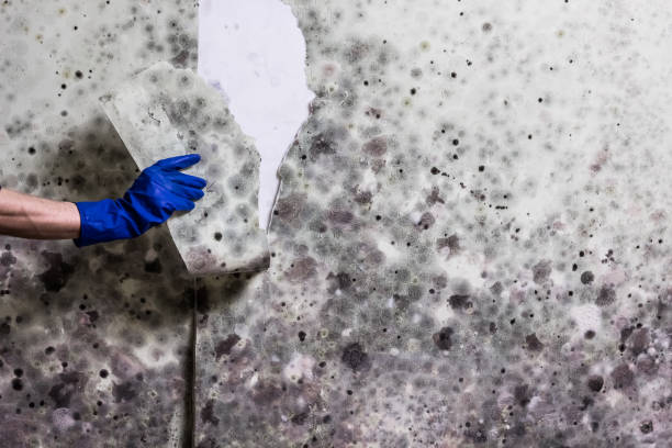 Best Post-Flood Mold Remediation in Somerville, TX