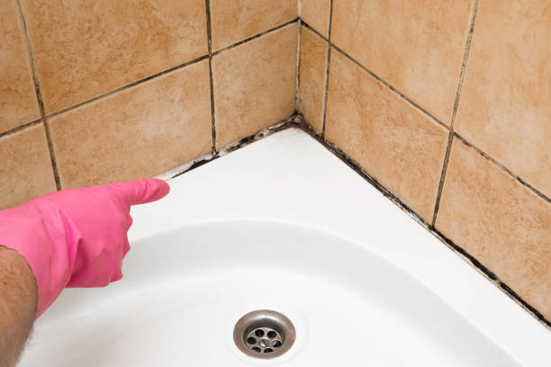 Somerville, TX Mold Remediation Company