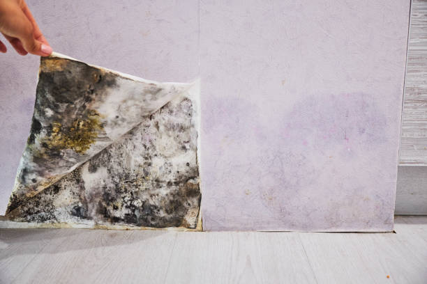 Best Emergency Mold Remediation in Somerville, TX